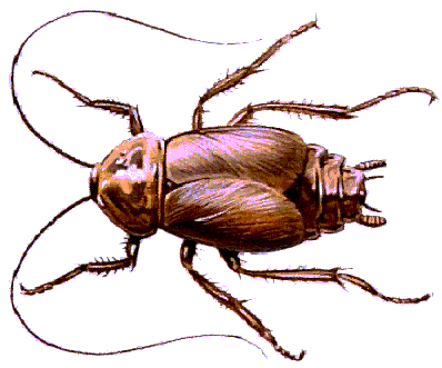 Cockroach