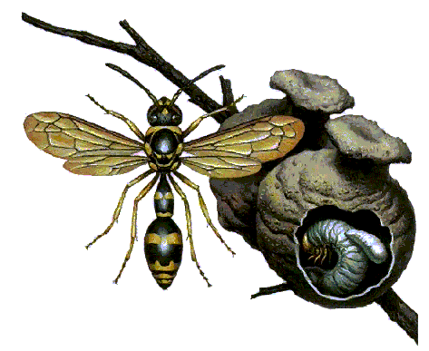 Wasp, Potter